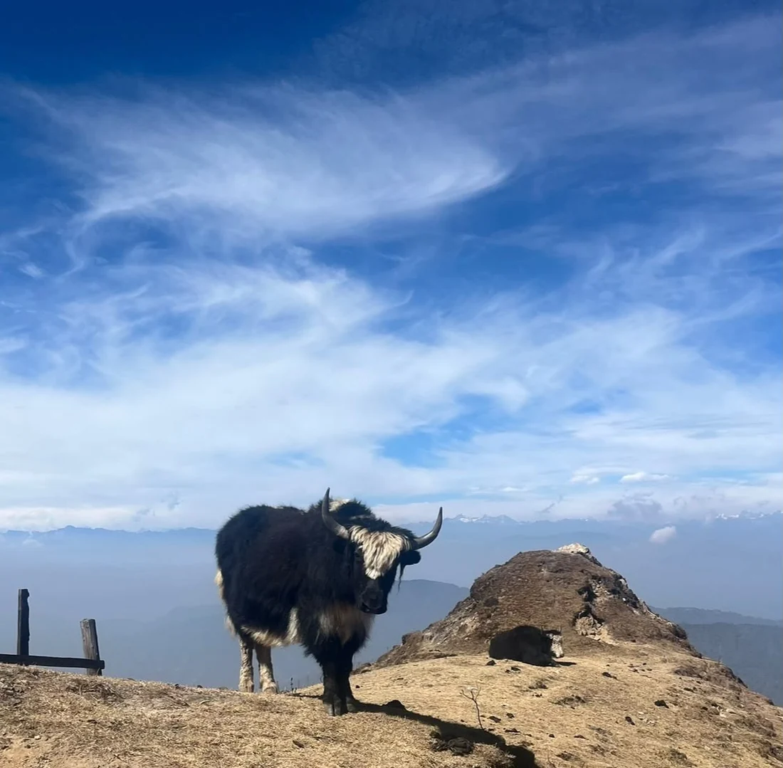 A yak encountered while trekking